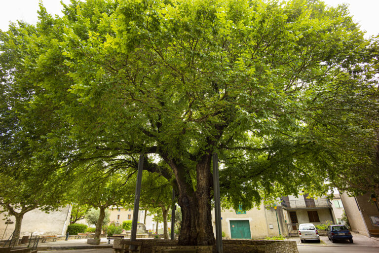 L'Orme de Villesèquelande